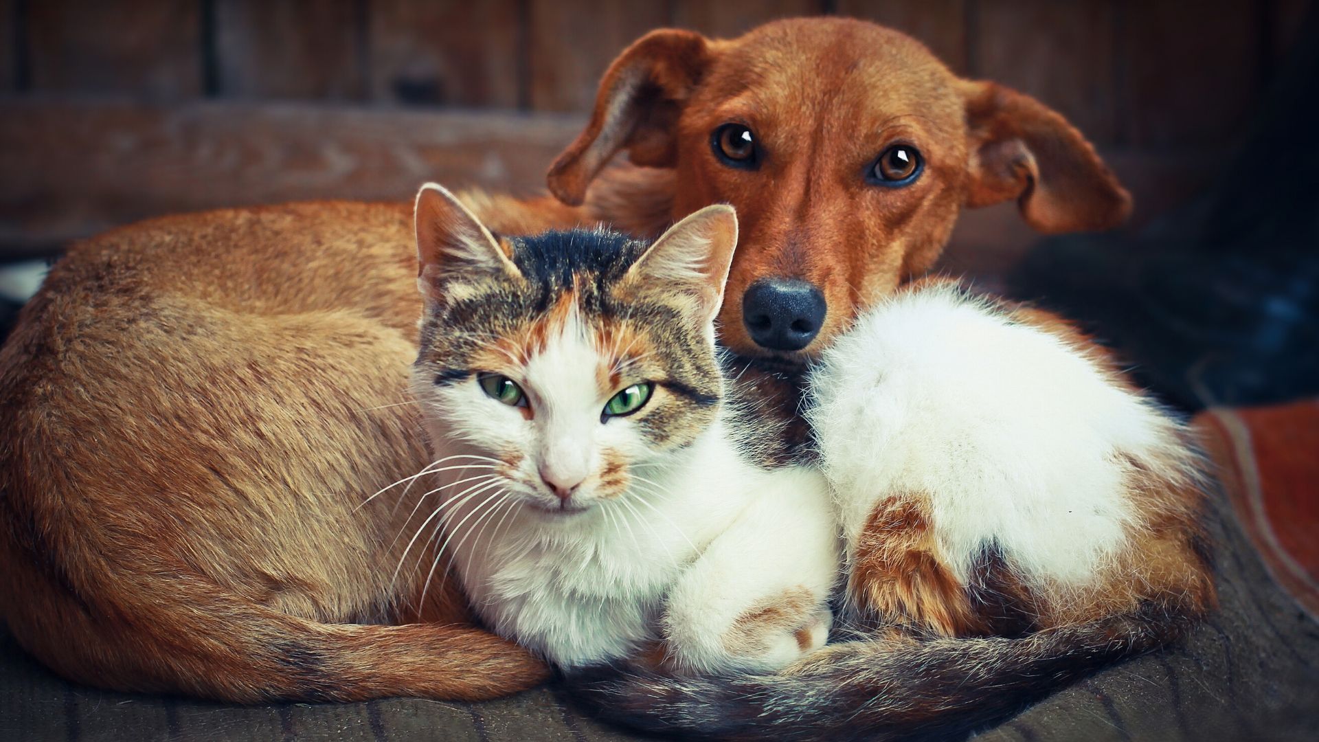 7 Incredible Benefits of Owning a Pet